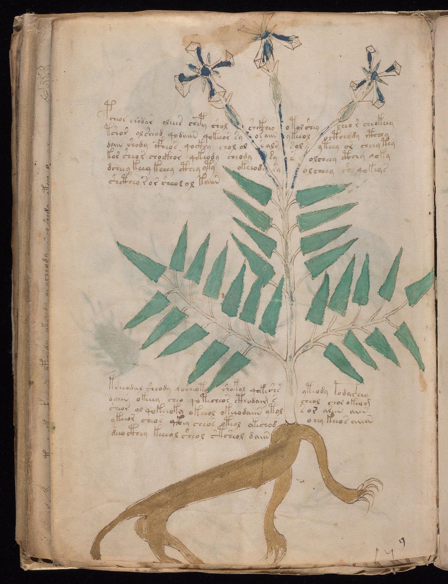 Walking Root Plant